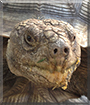 Leroy the African Spurred Tortoise