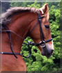 Monty the Welsh Pony cross