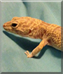 Solar the Leopard Gecko