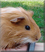 Punky the Guinea Pig