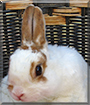 Stubsie the Dwarf Rabbit mix