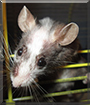Petrushka Squeak the Tuxedo Mouse
