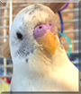 Hedwig the Parakeet