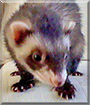 Cloe the Ferret