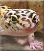 Molly the Leopard Gecko
