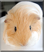 Aly the Silkie Guinea Pig