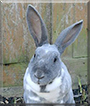 Bumble the Rex Rabbit