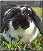 Lovey the Lop Rabbit