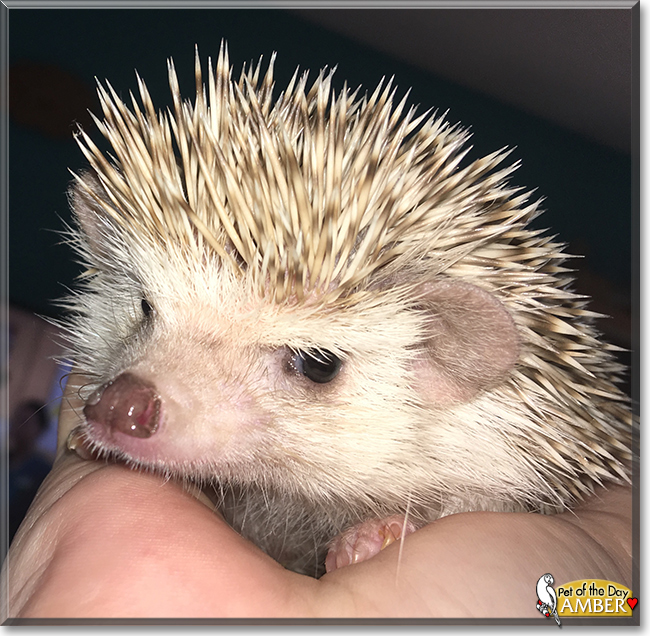 Amber the African Pygmy Hedgehog, the Pet of the Day