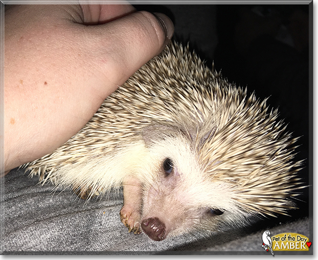 Amber the African Pygmy Hedgehog, the Pet of the Day