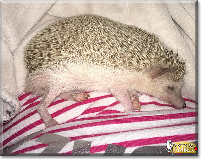 Amber the African Pygmy Hedgehog, the Pet of the Day