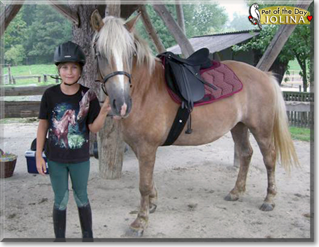 Jolina the Haflinger Horse, the Pet of the Day