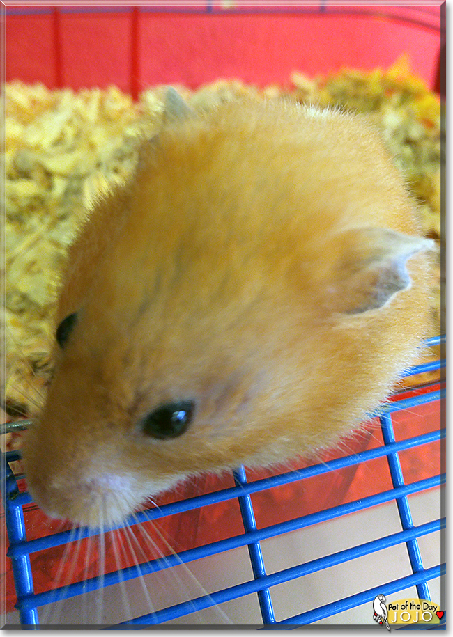 Jo Jo the Syrian Hamster, the Pet of the Day