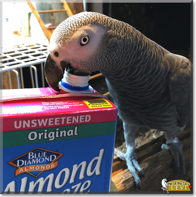 Levi the Congo African Grey, the Pet of the Day