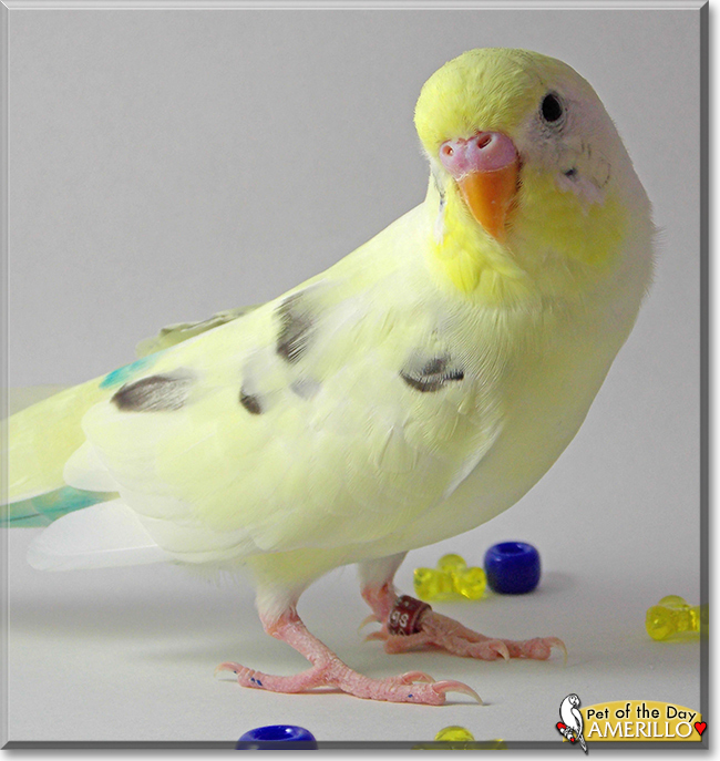 Amerillo the Budgerigar, the Pet of the Day