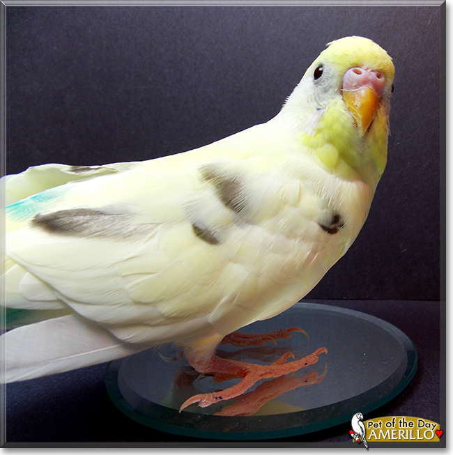 Amerillo the Budgerigar, the Pet of the Day