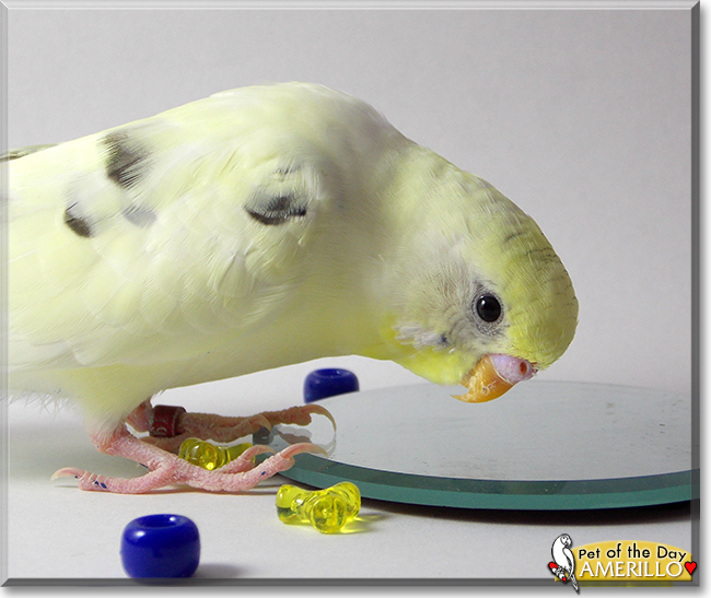 Amerillo the Budgerigar, the Pet of the Day