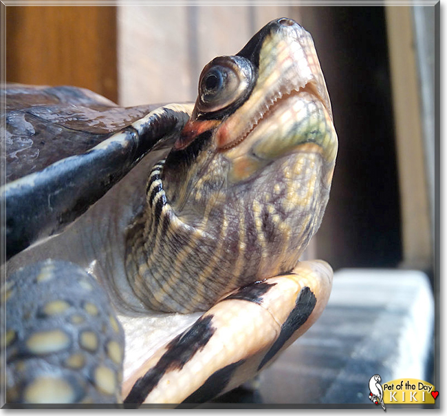 Kiki the Turtle, the Pet of the Day