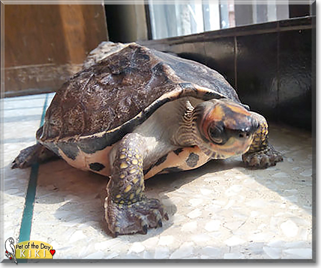 Kiki the Turtle, the Pet of the Day