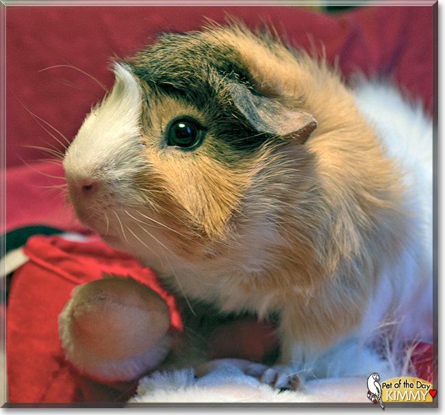 Kimmy the Guinea Pig, the Pet of the Day