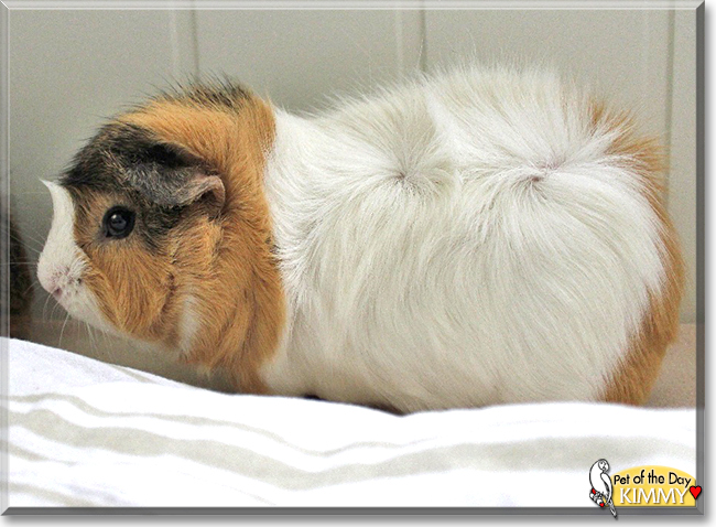 Kimmy the Guinea Pig, the Pet of the Day