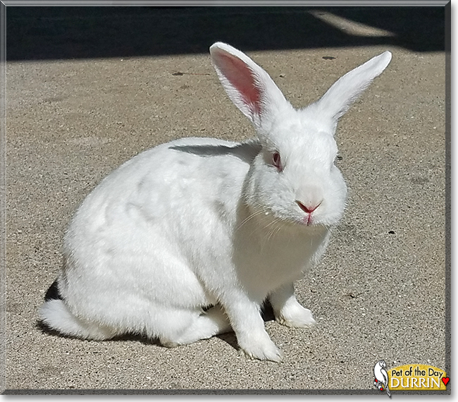 Durrin the Rabbit, the Pet of the Day