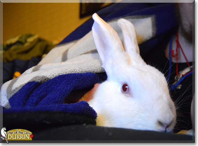 Durrin the Rabbit, the Pet of the Day