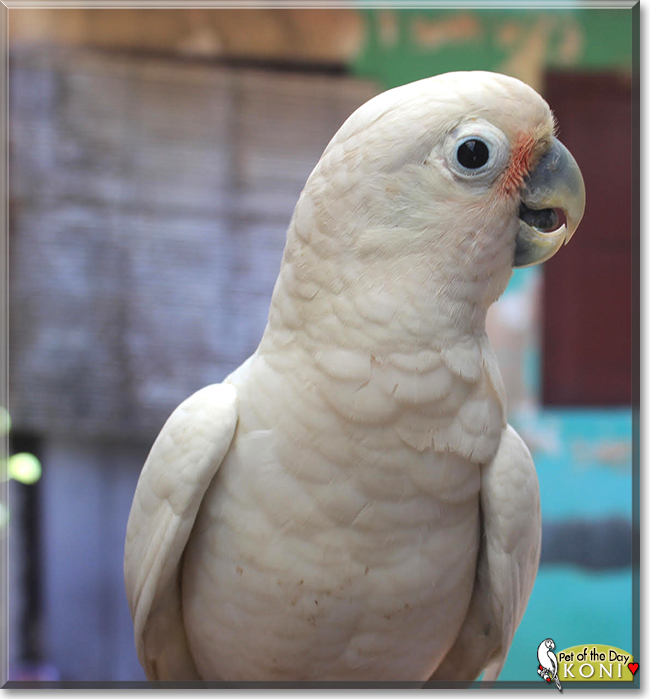 Koni the Goffin's Cockatoo, the Pet of the Day
