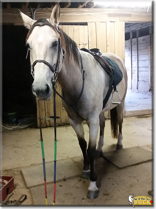 Buck the American Quarter Horse, the Pet of the Day