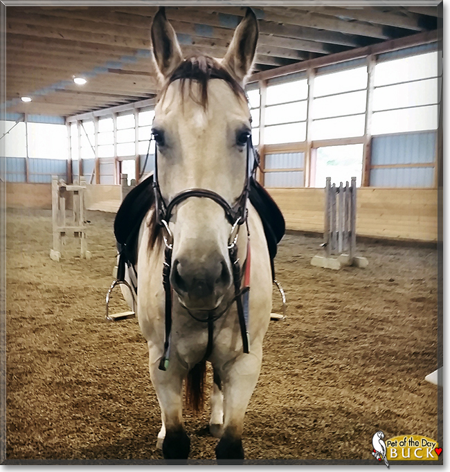 Buck the American Quarter Horse, the Pet of the Day