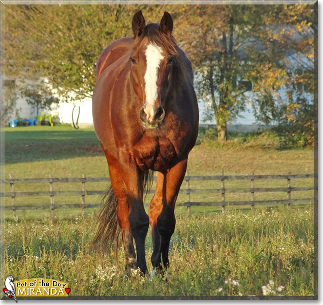 Miranda the Quarter Horse, the Pet of the Day