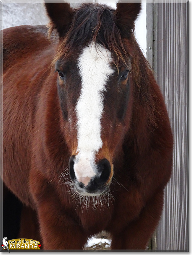 Miranda the Quarter Horse, the Pet of the Day