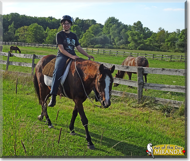 Miranda the Quarter Horse, the Pet of the Day