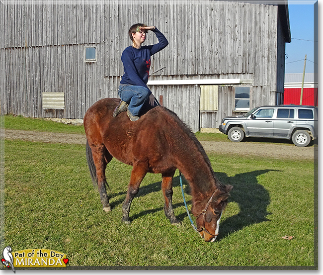 Miranda the Quarter Horse, the Pet of the Day