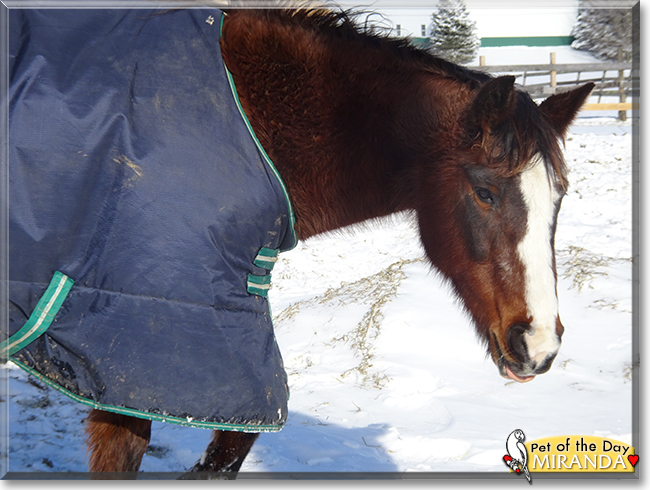 Miranda the Quarter Horse, the Pet of the Day