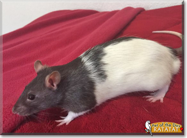 Ratatat the Hooded Rat, the Pet of the Day