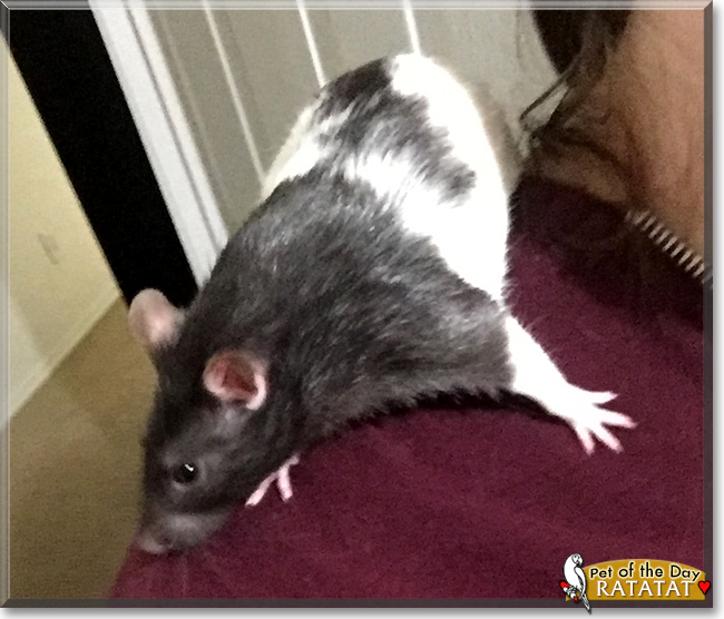 Ratatat the Hooded Rat, the Pet of the Day