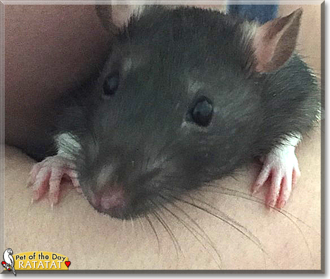 Ratatat the Hooded Rat, the Pet of the Day