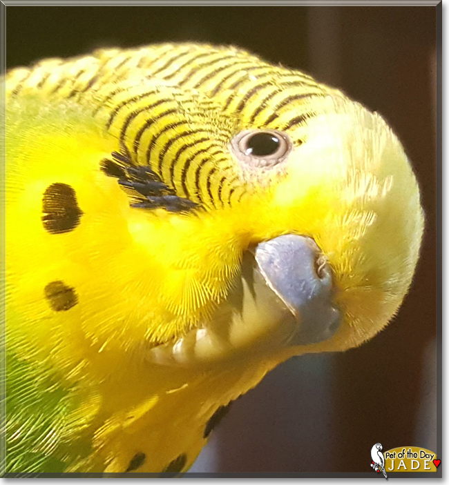 Jade the Budgerigar/Parakeet, the Pet of the Day