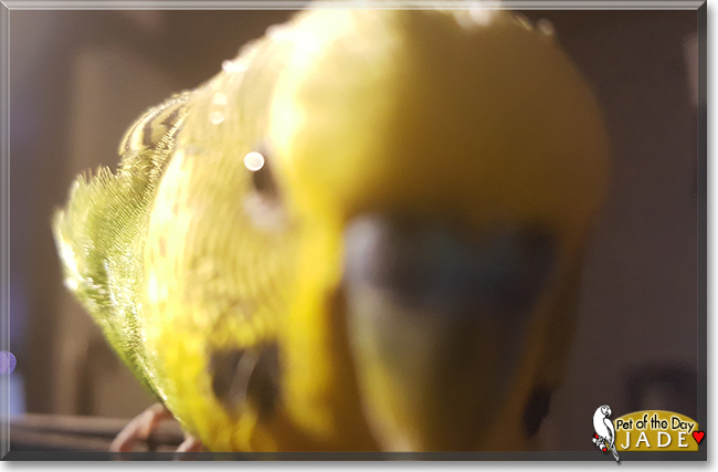 Jade the Budgerigar/Parakeet, the Pet of the Day