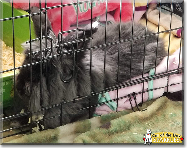 Sparkles the Lionhead Rabbit