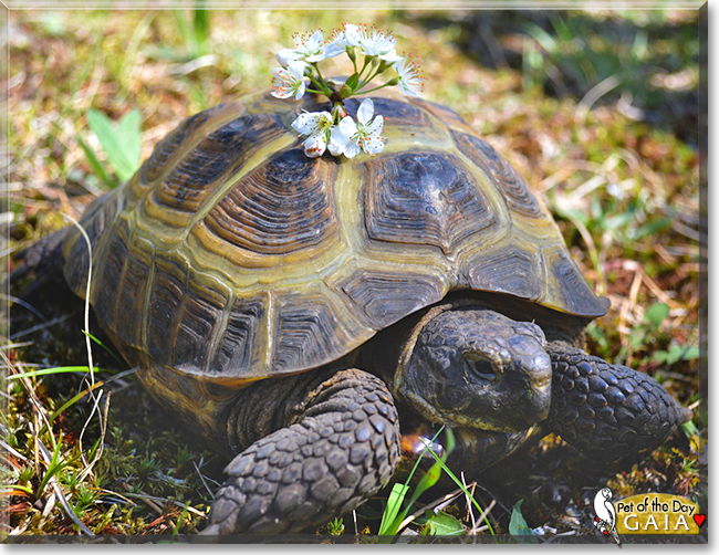 Gaia the Russian Tortoise