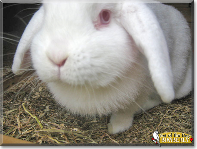 Bimberly the Lop Rabbit