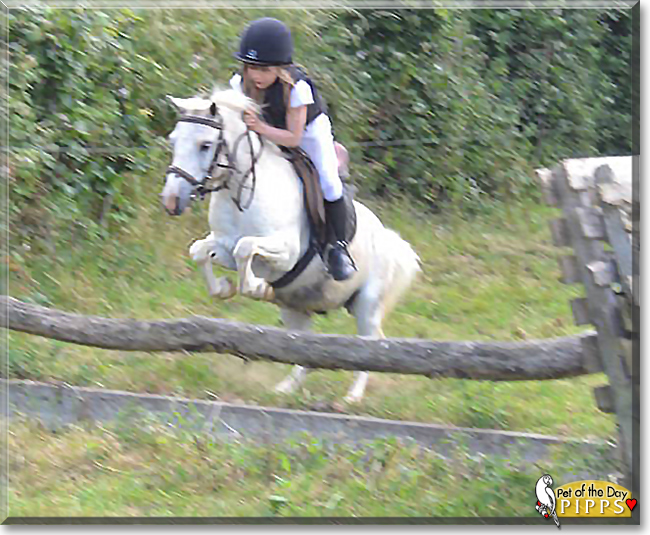 Master Pipps the Shetland Pony mix
