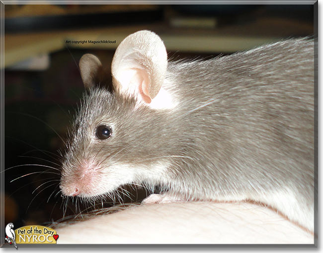 Nyroc the Fancy Mouse