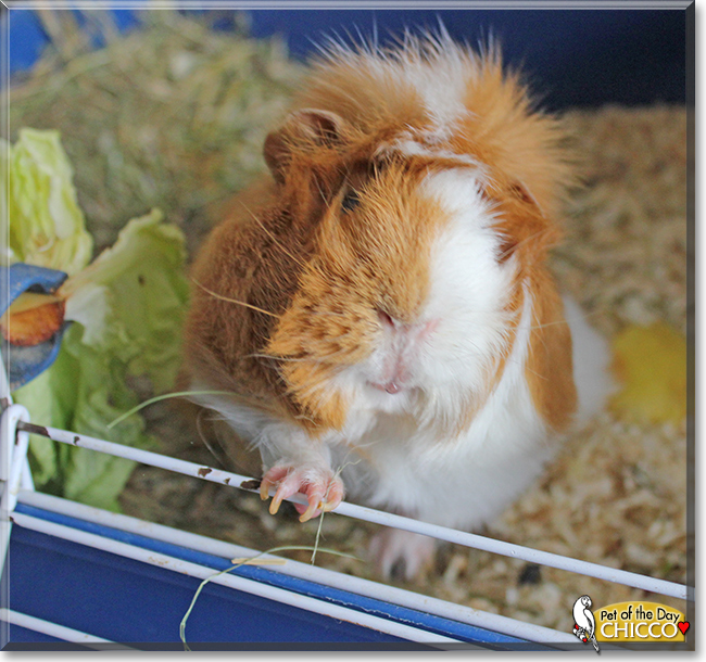 Chicco the Guinea Pig