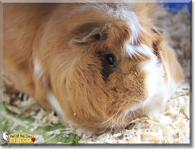 Chicco the Guinea Pig