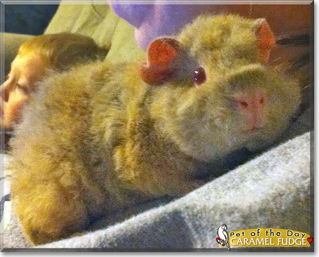 Caramel Fudge the Texel Guinea Pig
