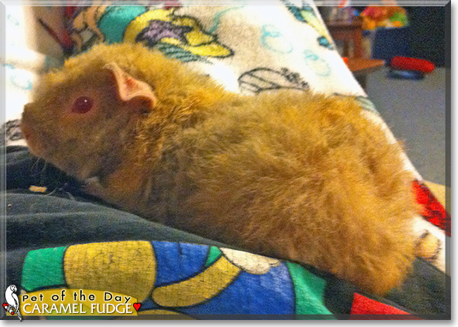 Caramel Fudge the Texel Guinea Pig
