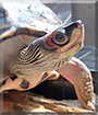 Kiki the Turtle